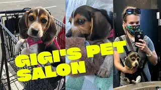 BEAGLE PUPPY's 1st TIME at the GROOMER's!