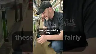 Bamboo Shrimp CARE