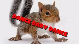 Dancing Squirrel
