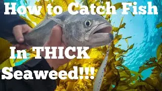 How to Catch Tailor in Heavy Seaweed Conditions