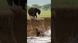Cubs slipping into river with crocodiles and facing wild survival test #wildlife #nature #safari