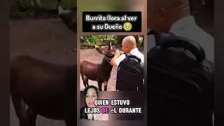 Burrito llora al ver a su Due&ntilde;o 🥹 #burro #burrito #animales