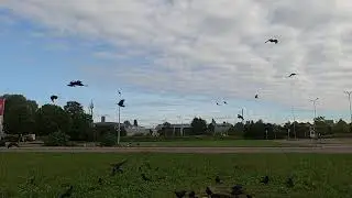 Birds enjoy their Sunday brunch and Crow Crusader discovers a very sick crow!