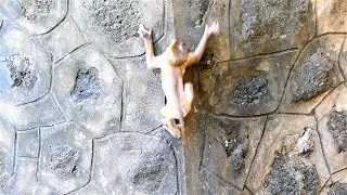 Poor Released Pet Monkey Lory Is So Jealous With Baby Loris With Foods