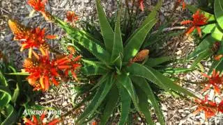 Aloe Aloe Royal Botanic Gardens Sydney