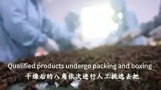 The processing procedure of star anise