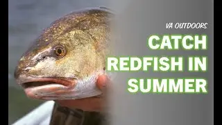 How to Catch Redfish in Summer Months -  Tidal Marsh Fishing