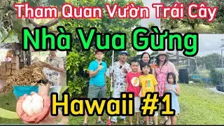Cuộc Sống Mỹ Hawaii #80 | Tham Quan Vườn Trái Cây Nhà Chú Hoà #1