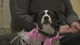Pet food pantry a lifeline for Mainers struggling to feed their animals