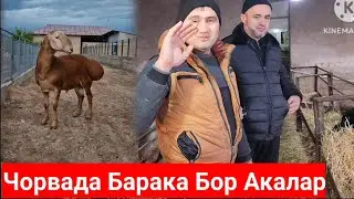 Арашан Куй Олдим.Раминакани Курасидан