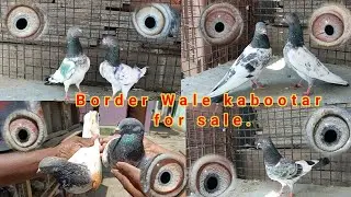 Border wale kabutar for sale || delivery all India available 🚚🚚🚚 | MO.9998226088 Ustad Nilesh Kahar.