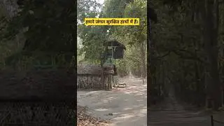 Forest guards hard work 👌#tiger #wildlife #tigerreserve #forestguard #shorts