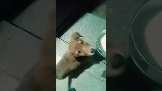 save Street dog 🐕🐶