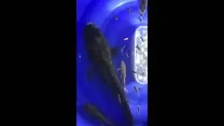 Mega snakehead