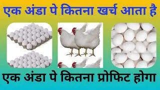 ek anda pe Kitana kharch aata hai #eggs #eggproduction #poultry #farm#agriculture #eggfarm #deshi eg