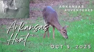Hunting in the Arkansas Heat - Deer Were Moving!!