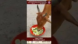 80th Go Seva | Daily Cow Care Continues