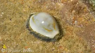 Cowry