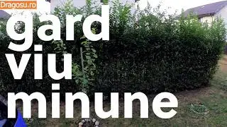 Gard viu minune la 2 ani de la plantare
