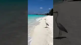 Just imagine being THAT bird 🏝️💎  : @allthingsmaldives #maldives #maldiveslivin #visit #travel