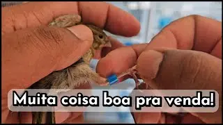 Separando e marcando os timbrados que vão pra venda