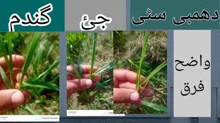 Identification of phalaris minor, wild oat and wheat