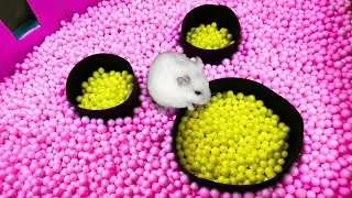 🐹 Hamster Maze Challenge Obstacle Course Lego Land