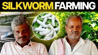 பட்டுப்புழு வளர்ப்பிற்கு இவ்வளவு Demand'ஆ?! | Sericulture Business in Tamil Nadu Explained! 🐛🧵