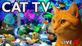 🔴 LIVE Cat TV Fish Tank | Fish for Cats to Watch (4K HDR, No Music)