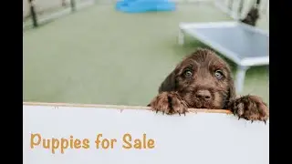 Pudelpointer Puppies