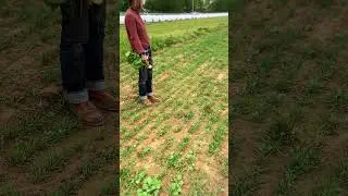 Winter Cover Crops at the CAFF Farm #organicfarming