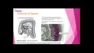 Under the Microscope: A New Understanding of Probiotics