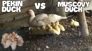 PEKIN DUCK VS MUSCOVY DUCK 🦆🦆🦆