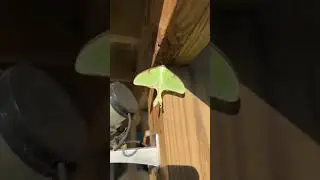 Rarest green moth in Florida. Scientist 👨&zwj;🔬 go crazy after seeing this!! 🚨