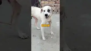 Why Your Dog Goes Crazy for Squeaky Toys
