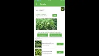 PlantSnap identifies a Virginia ground cherry (Physalis virginiana)