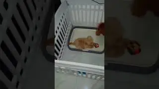 3 months old shitzu😊