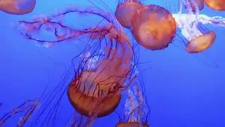 Monterey Bay Aquarium - December 2017