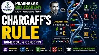 Chargaff&rsquo;s Rule: Numerical & concepts