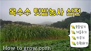 [옥수수 키우기]옥수수 모종식재 부터 수확까지👩‍🌾팝그린 텃밭농사 원예교육지도사 도시농부 How to Grow Corn