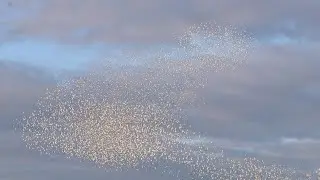 Massive flock of  birds in Morecambe Bay