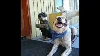 Life...Through Dogs Dog Camp VIdeo