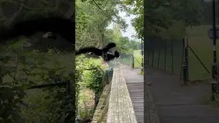 Day 11 of feeding crow #asmr #feedingbirds  #nature #explore #birding  #birdwatching  #crow  #1111