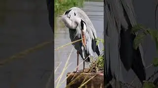 grey heron - h&eacute;ron cendr&eacute; | sunset dam - Kruger