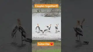 Painted Storks!! #birds #shorts #viral #whatsappstatus