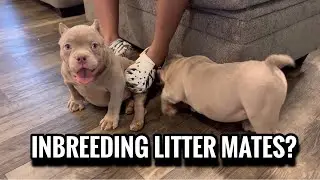 Can you INBREED LITTER MATES? 🤔