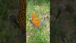 🦋Butterflies for Kids🦋 Butterfly Facts for Kids🦋 Educational Shorts for Kids🐛