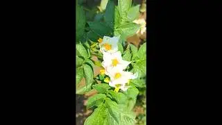 #True Potato seed #Best Quality #Benefits #Methods of TPS #Higher Yield #More Profit