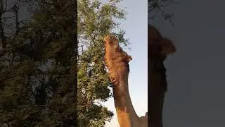 Big camel eating 🐪 | #shorts #viral #ytshorts