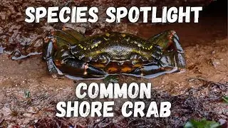 Species Spotlight - Common Shore Crab